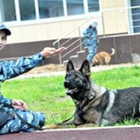 49511.jpg
